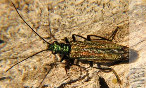 Riconoscimento delle Oedemera e Anogcodes  italiane (Oedemeridae)